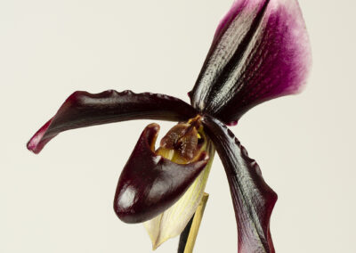 Macro photo of a lady slipper