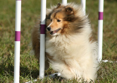 Portrait of Lottie, a collie dog, running an agility course