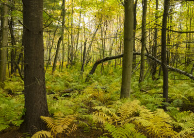 Photo of ferns and forest in Oxbow National Wildlife Refuge in Massachusetts