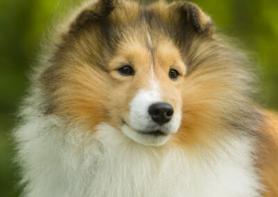Closeup of Laser, a collie dog