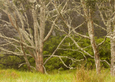 A foggy treescape in Iceland