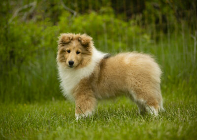 Portrait of Ivan, a collie dog