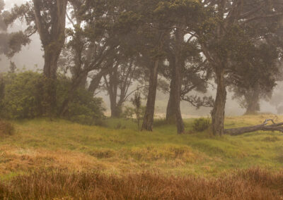 A foggy treescape in Iceland