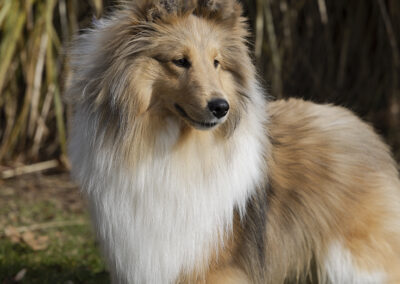 Portrait of Ivan, a collie dog