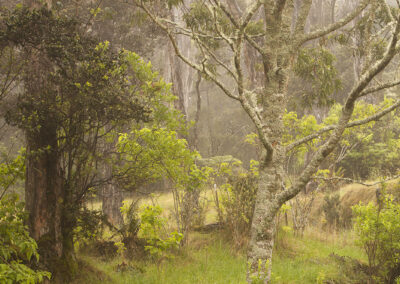 A foggy treescape in Iceland
