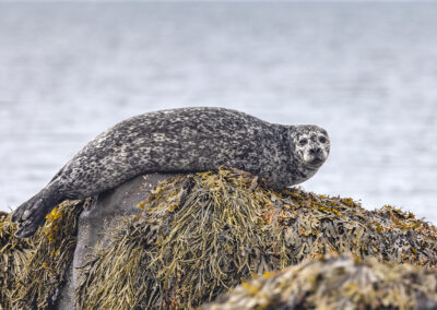 Harbor seal on a seaweed-covered rock looks at photographer