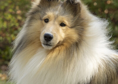 Closeup of Ivan, a collie dog