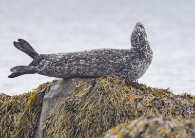 Harbor seal lifts its head on a seaweed-covered rock