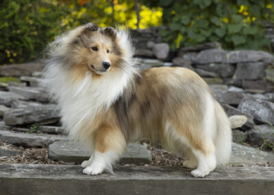 Portrait of Ivan, a collie dog