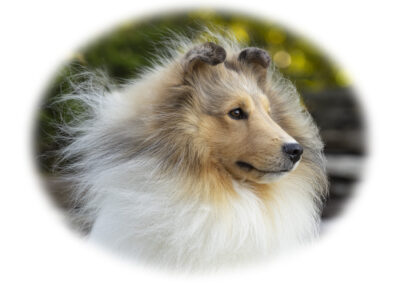 Portrait of Ivan, a collie dog
