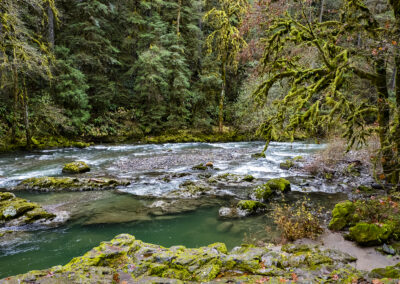 Landscape photo of a river running through an Oregon forest