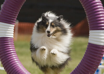 Portrait of Cheryl, a collie dog, running an agility course