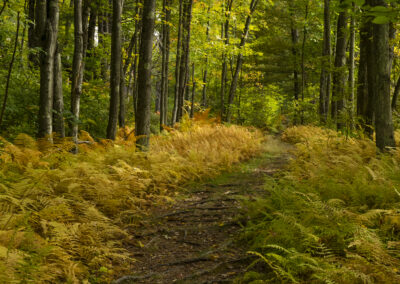 Photo of ferns surrounding a forest trail in Oxbow National Wildlife Refuge in Massachusetts