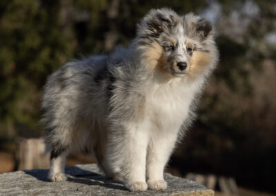 Portrait of Razz, a collie dog