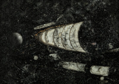 Mineral cross section features white cylindrical objects and orbs on a black background