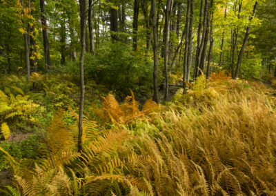 Photo of ferns and forest in Oxbow National Wildlife Refuge in Massachusetts