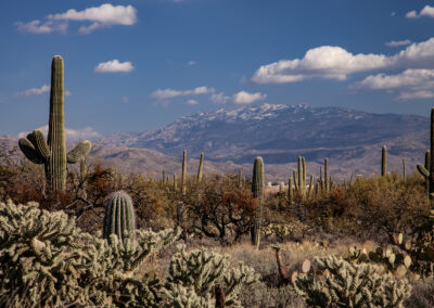 Varying cacti form a Sonoran Desert landscape with mountains in the background