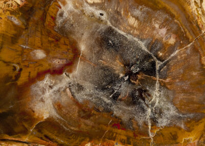 A cross section of petrified wood resembles a white nebula in a orange and rust background