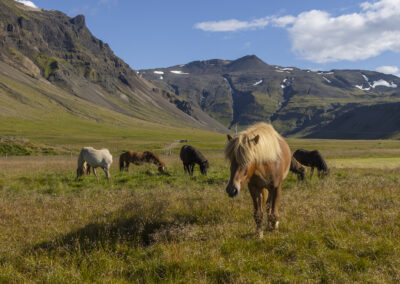 Icelandic horses graze in a valley