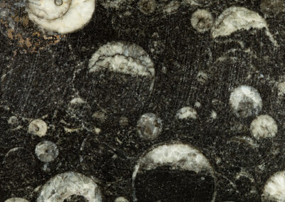 Mineral cross section with white eyelike structures on black matrix