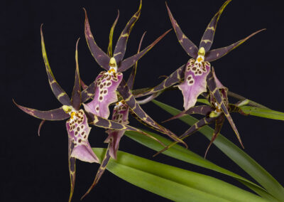 Macro photo of three brown orchid flowers