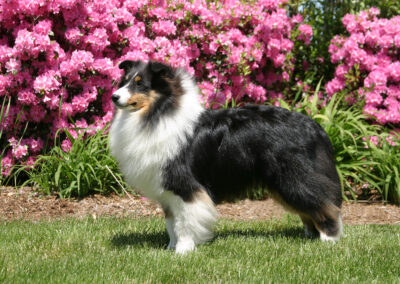 Portrait of Lance, a collie dog
