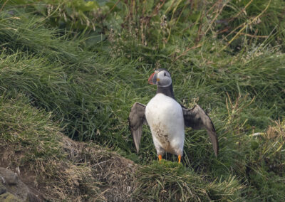 A puffin spreads its wings in the grass in Iceland