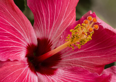 Macro photo of the center of a hibiscus flower