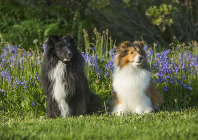 Portrait of Hawk and Laser, two collie dogs