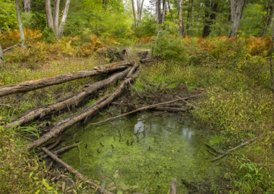 Photo of wetlands in Oxbow National Wildlife Refuge in Massachusetts
