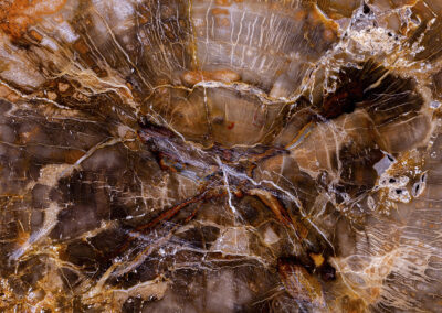 A cross section of petrified wood showing tan, brown, rust and white veins and highlights