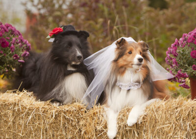 Portrait of Hawk and Blaze, two collie dogs