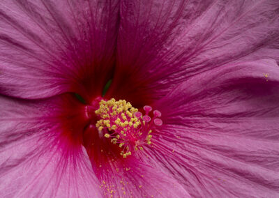 Macro photo of the center of a hibiscus flower