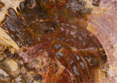 Cross section of petrified wood showing peach, rust, orange and yellow highlights