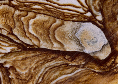 Orange-brown mineral formations resembling an oyster shell