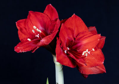 Macro photo of two amaryllis flowers