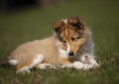 Portrait of Laser, a collie puppy