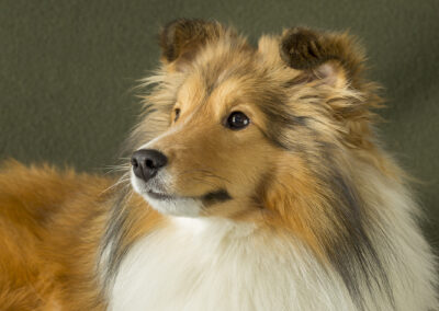 Portrait of Laser, a collie dog