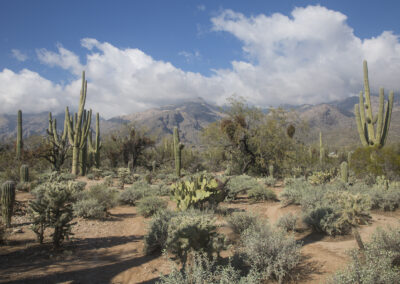 Saguaro cacti in Sabino Canyon in Arizona