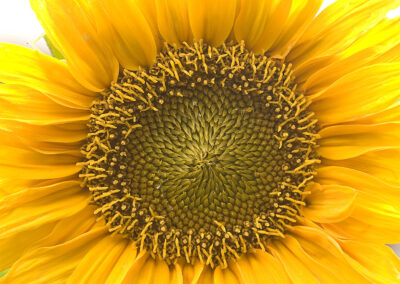 Macro photo of the seed head of a sunflower surrounded by yellow petals