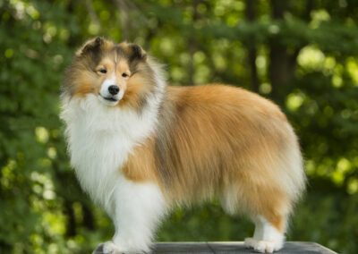 Portrait of Laser, a collie dog