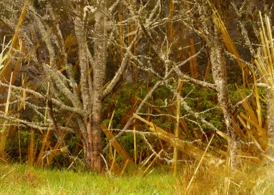 Photo composition of treed landscape with crystalline mineral