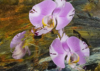 Moth orchids appear within a mineral background