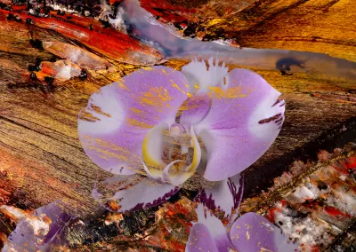 A moth orchids appears within a mineral background