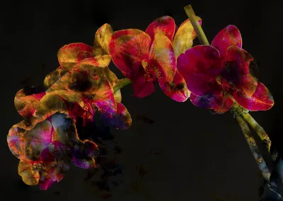 A floral figure on a field of black appears like a nebula